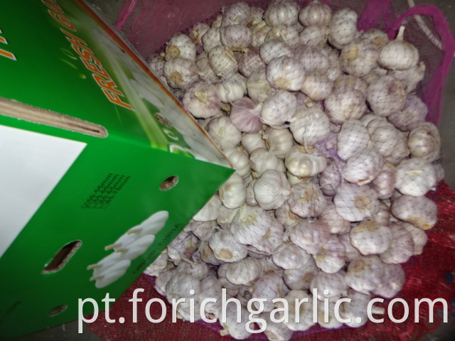 Best Price Normal Garlic